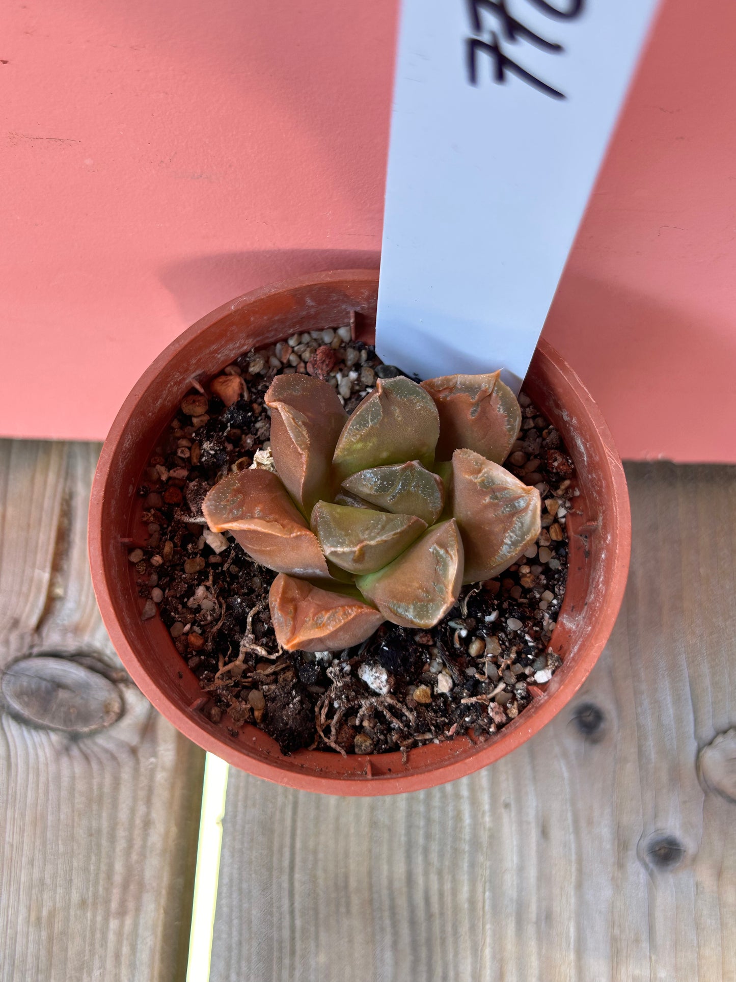 Haworthia species (772)