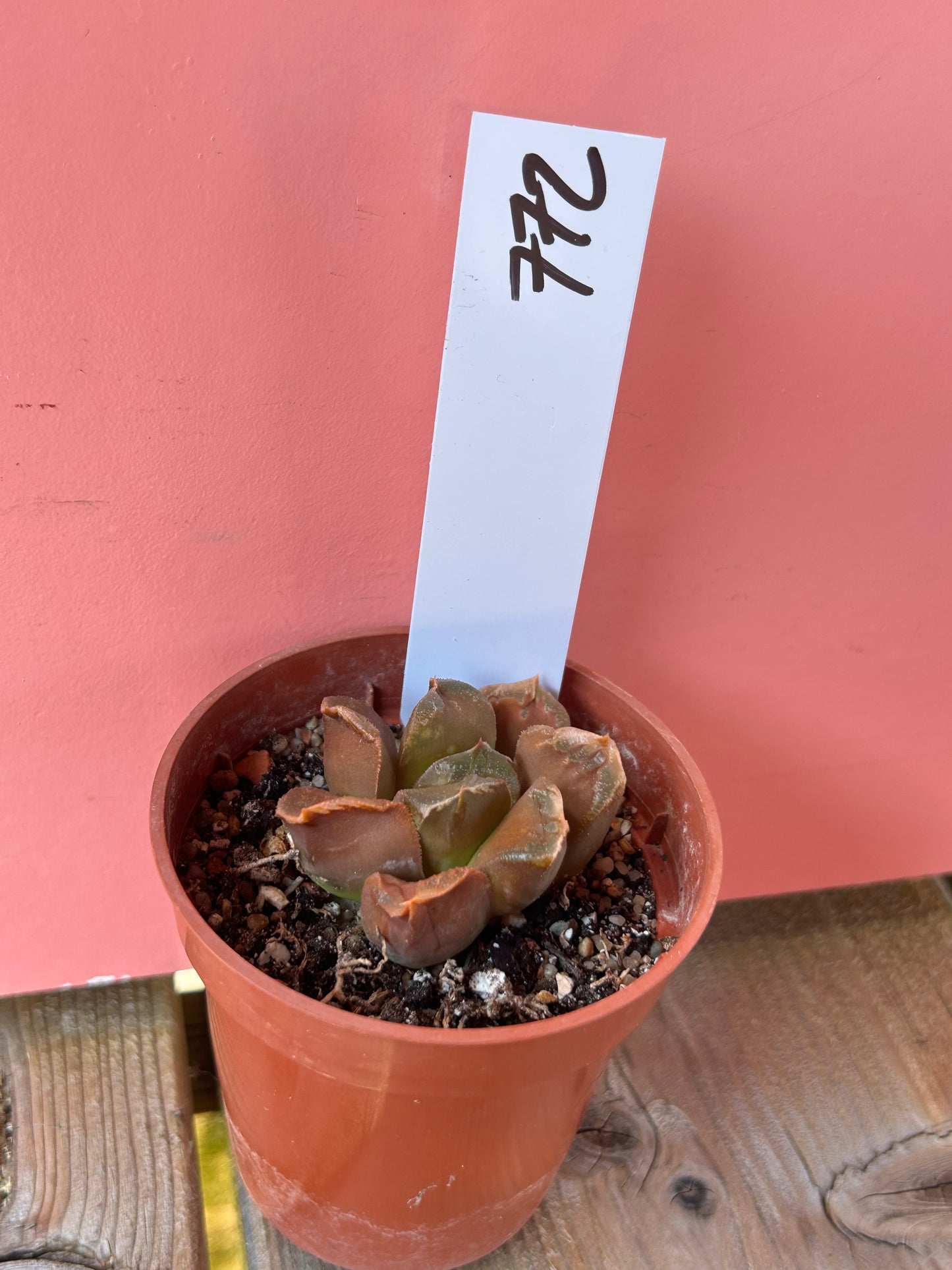 Haworthia species (772)