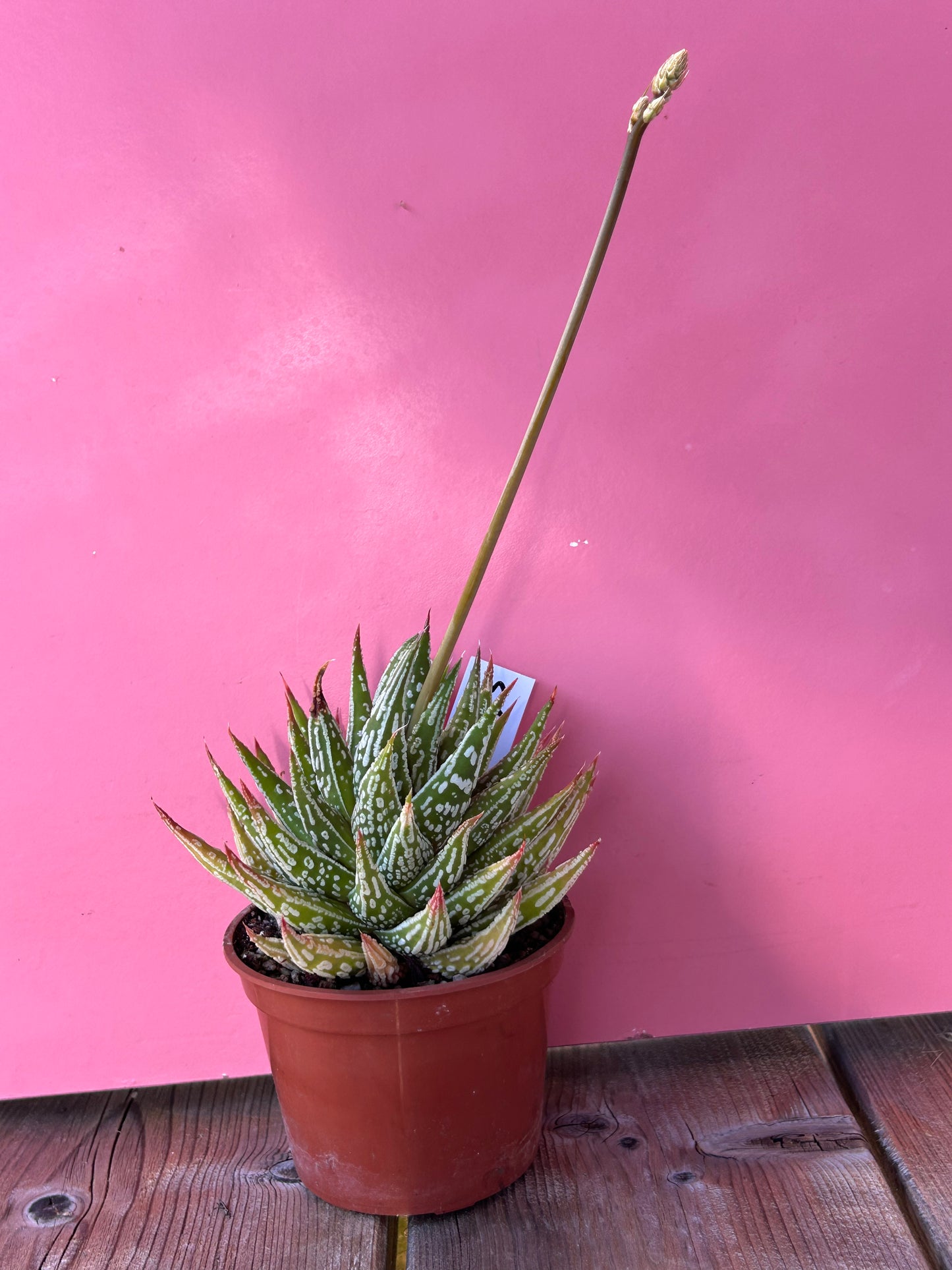 Haworthia pumila 'Donut Clone' (773)