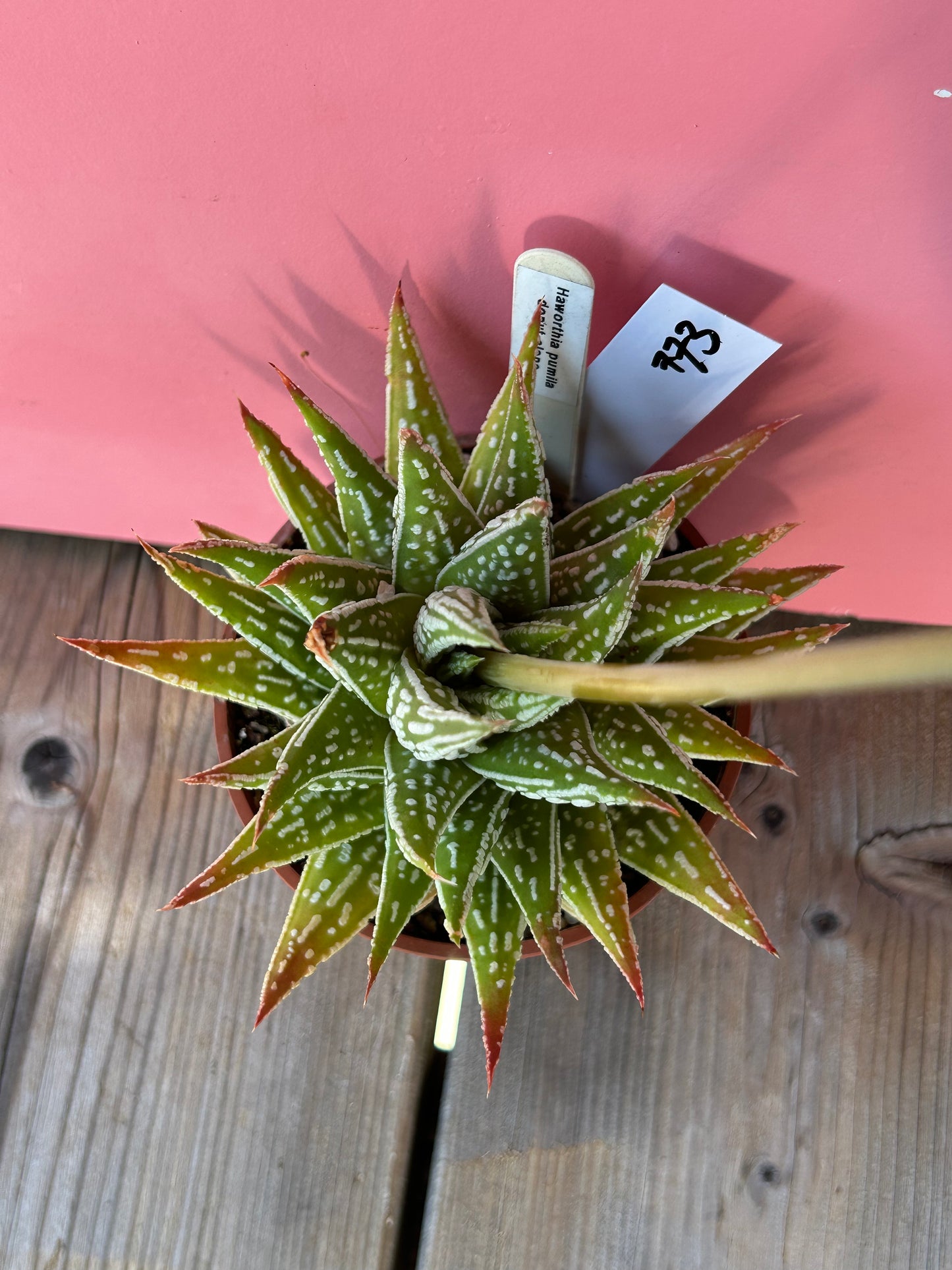 Haworthia pumila 'Donut Clone' (773)