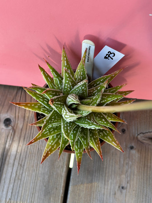 Haworthia pumila 'Donut Clone' (773)