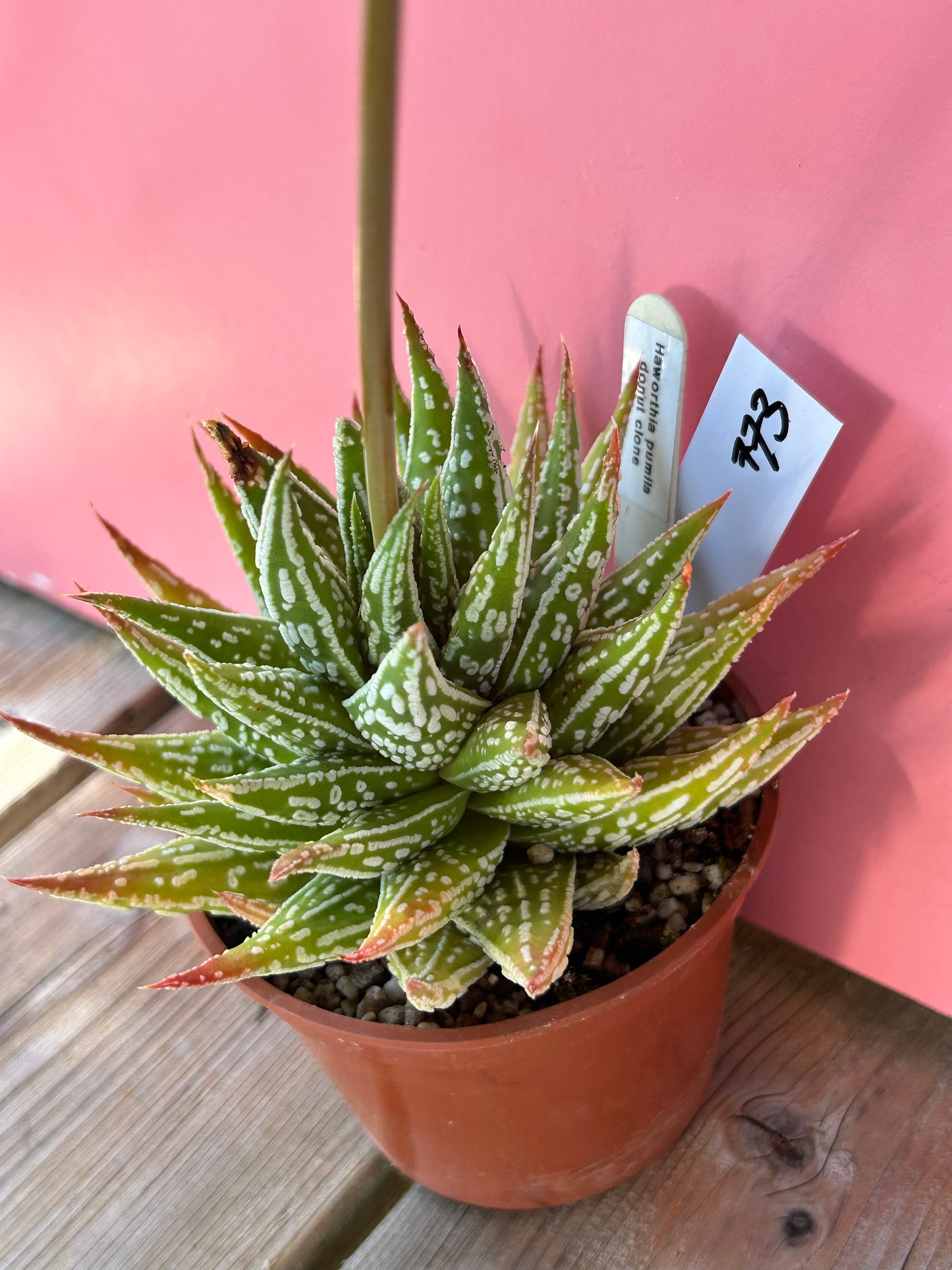 Haworthia pumila 'Donut Clone' (773)