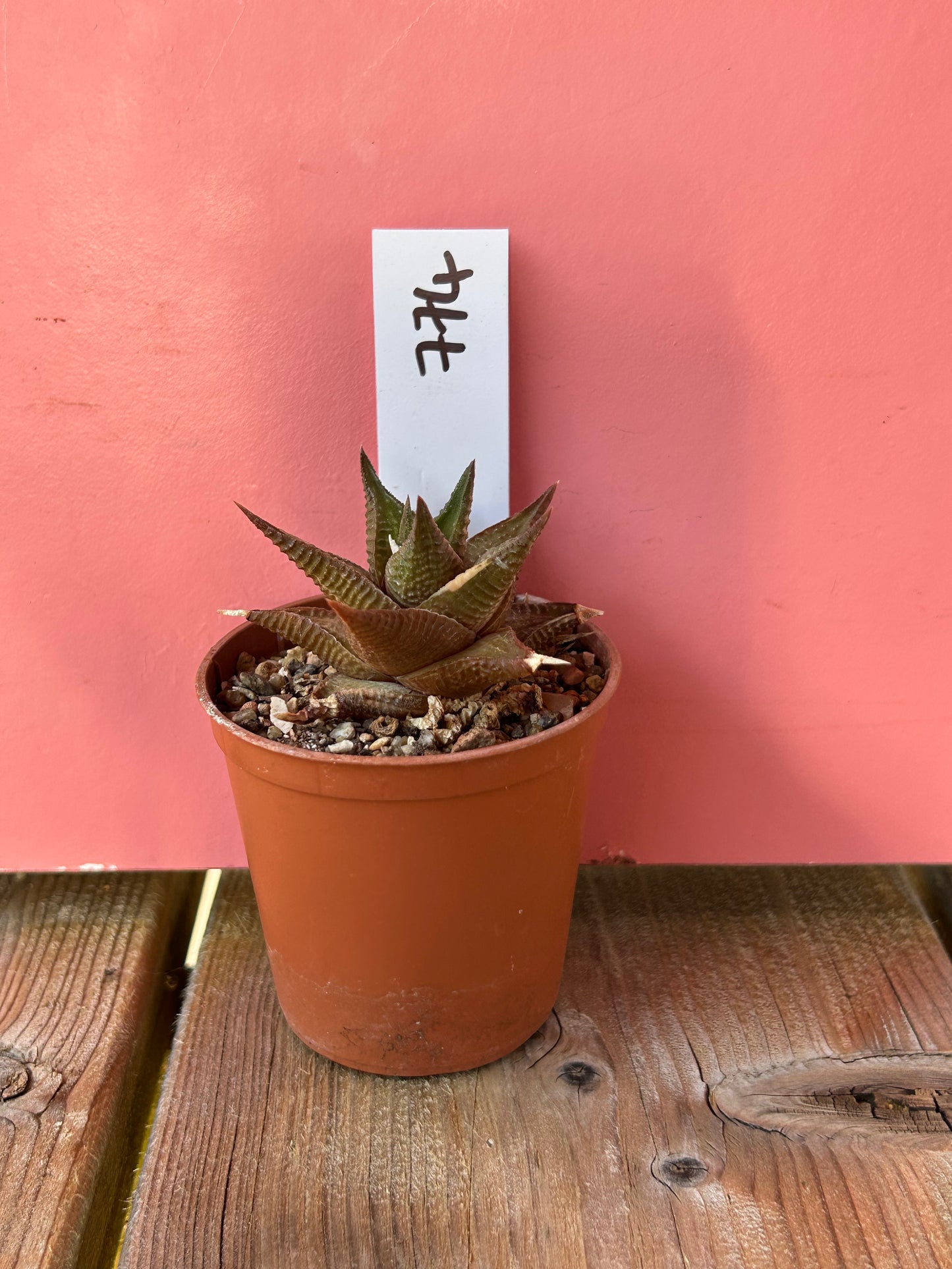 Haworthia limifolia (774)