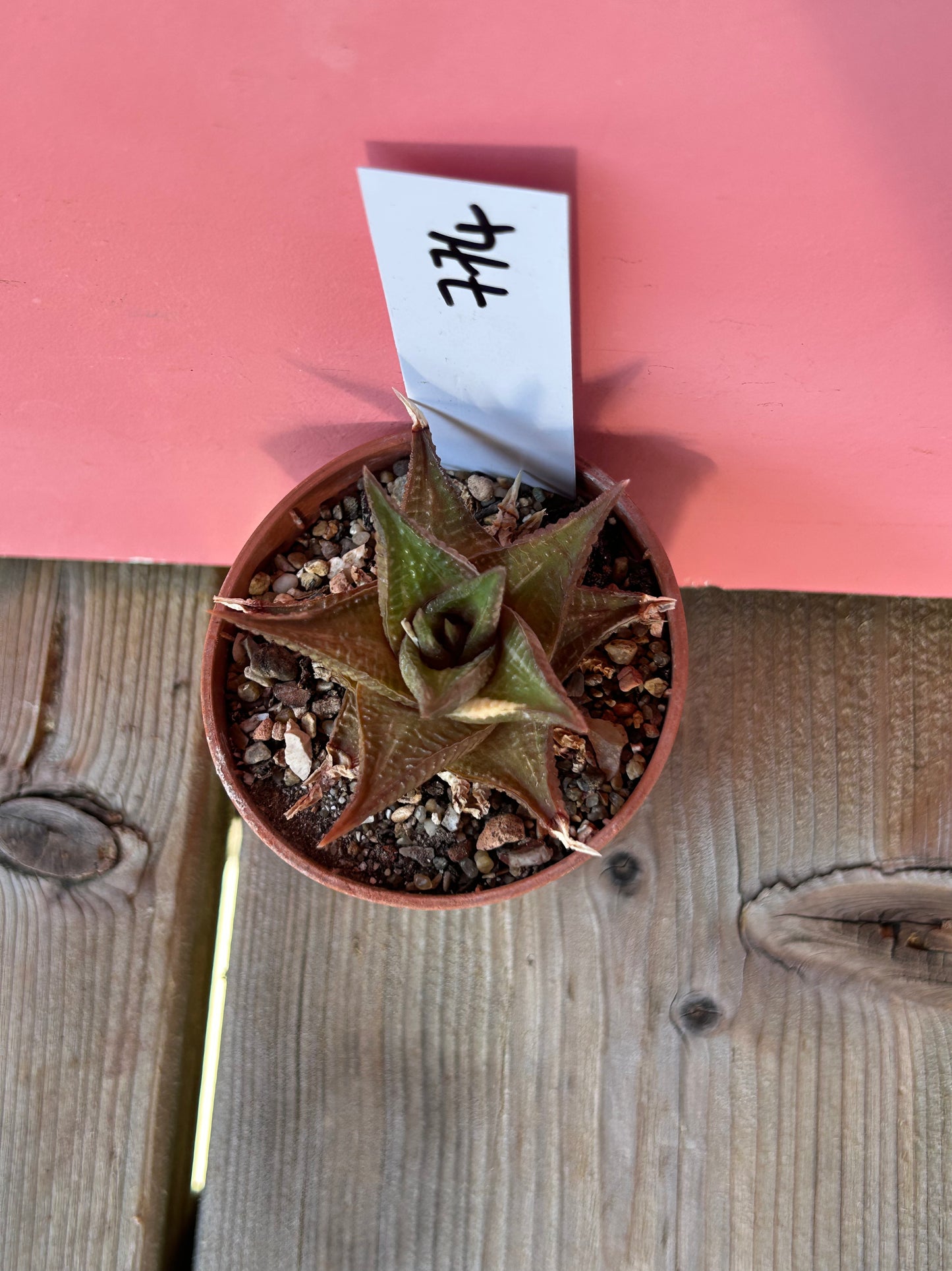 Haworthia limifolia (774)