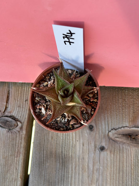 Haworthia limifolia (774)