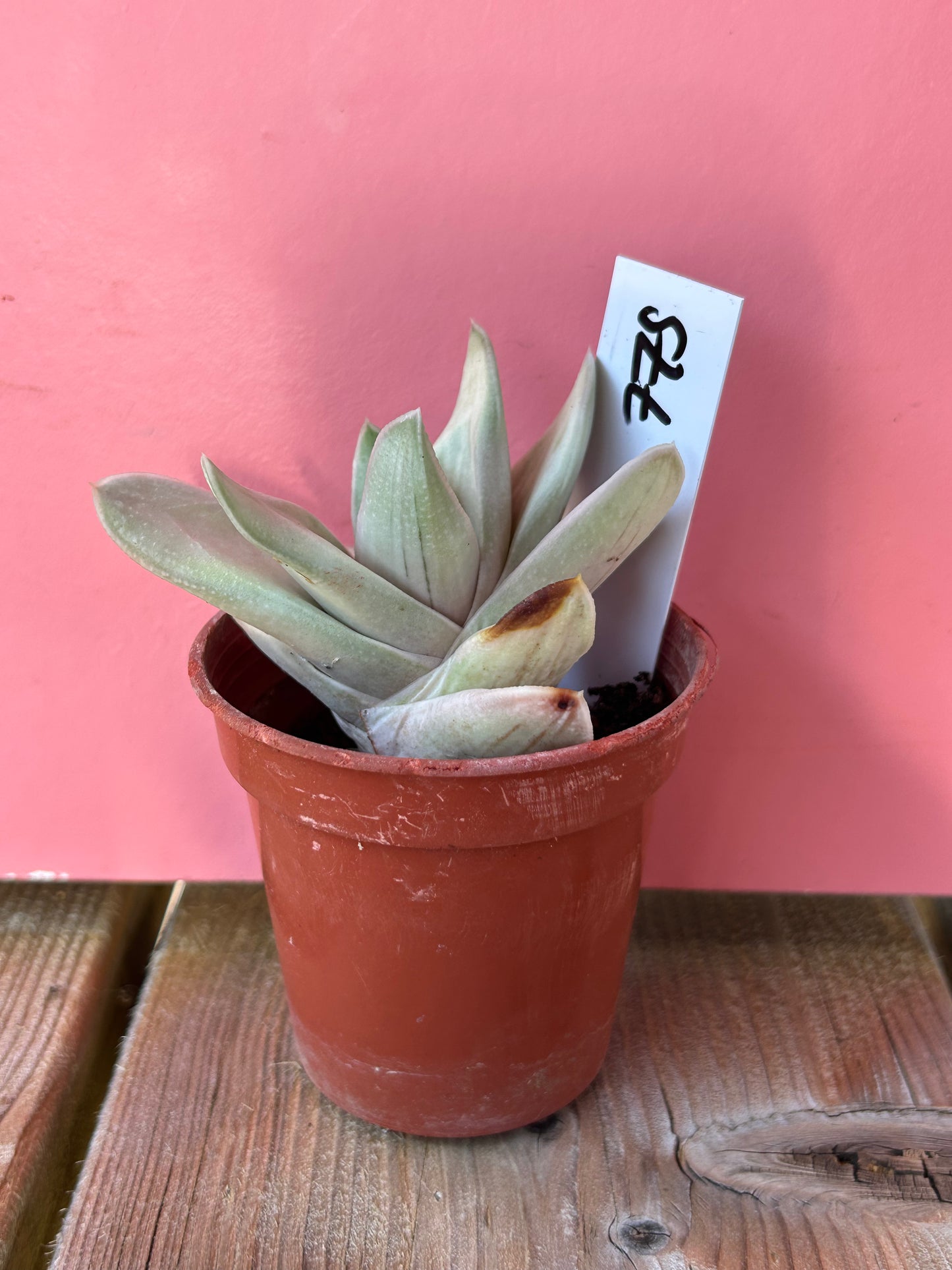 Gasteria batesiana variegata (775)