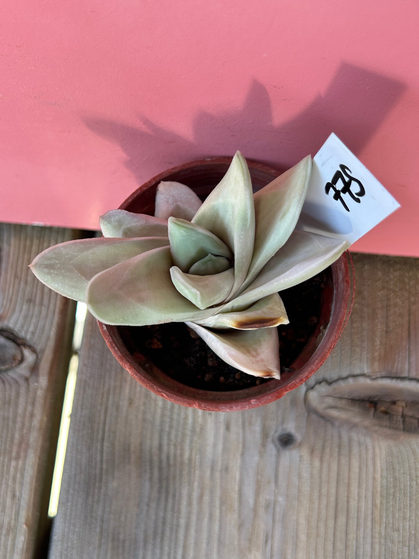 Gasteria batesiana variegata (775)