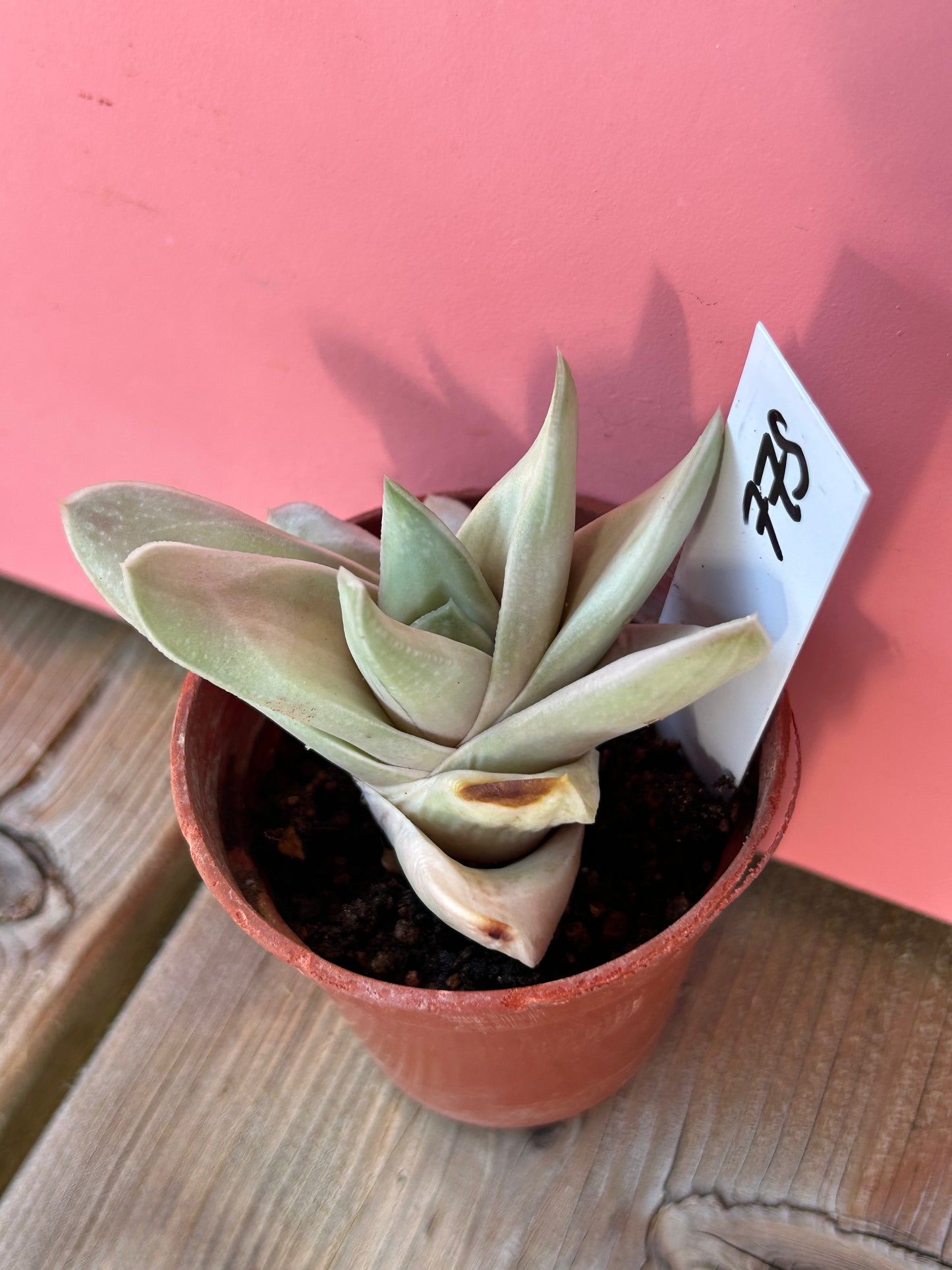 Gasteria batesiana variegata (775)