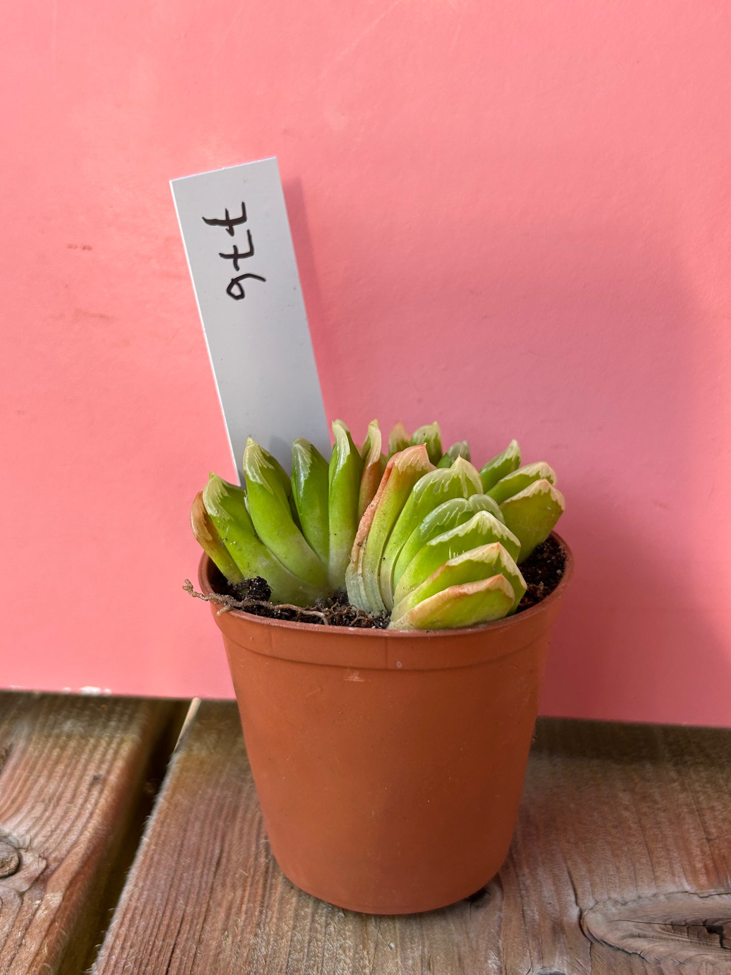 Haworthia truncata (776)