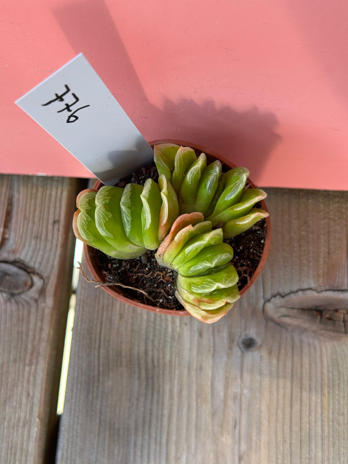 Haworthia truncata (776)