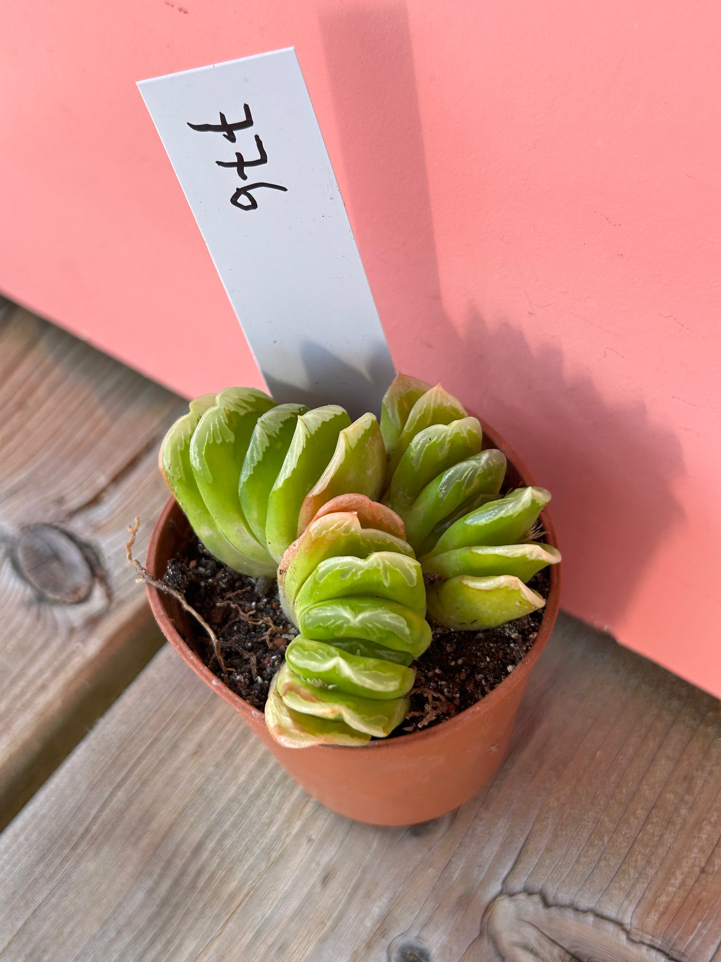 Haworthia truncata (776)