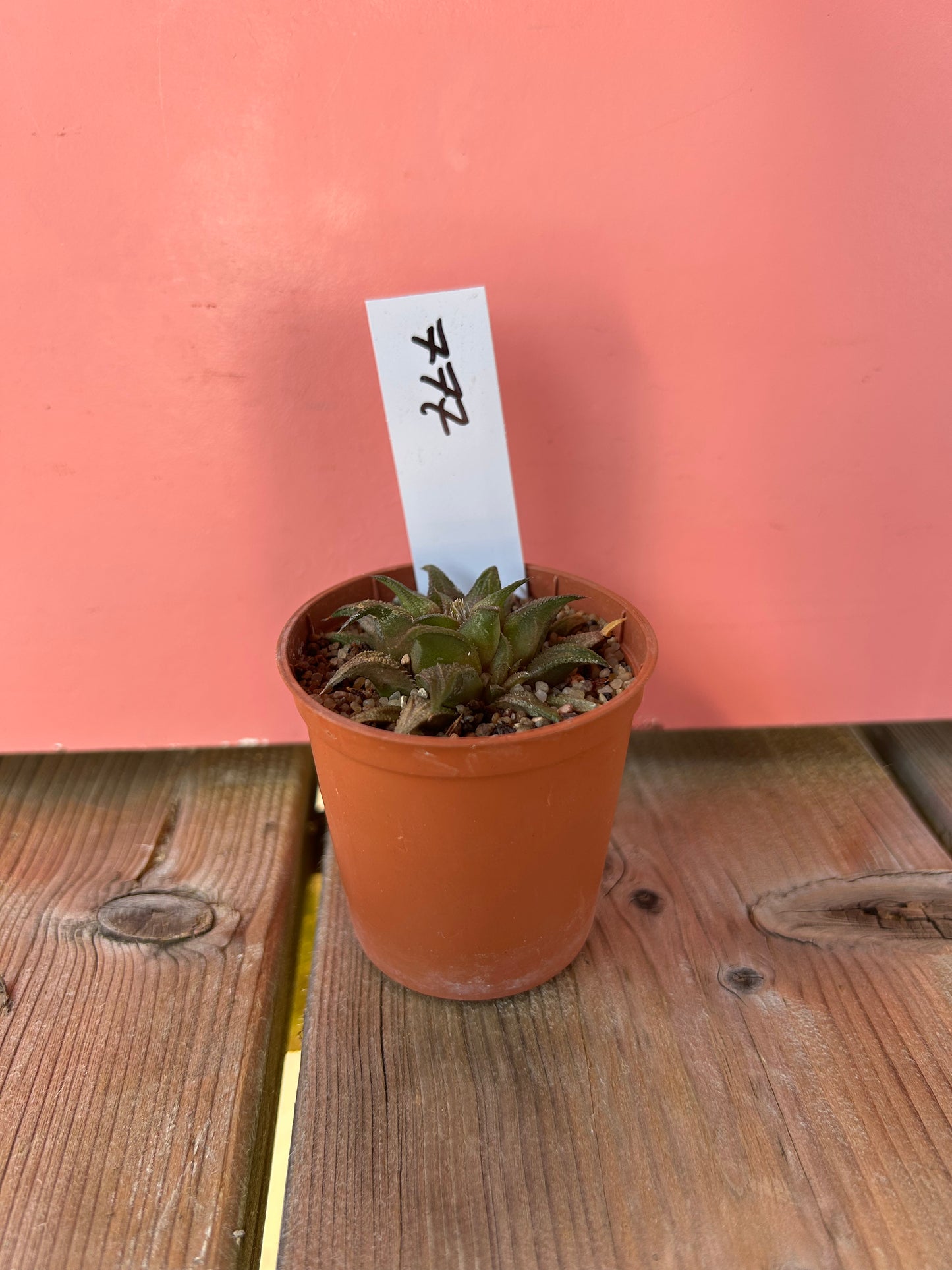 Haworthia species (777)