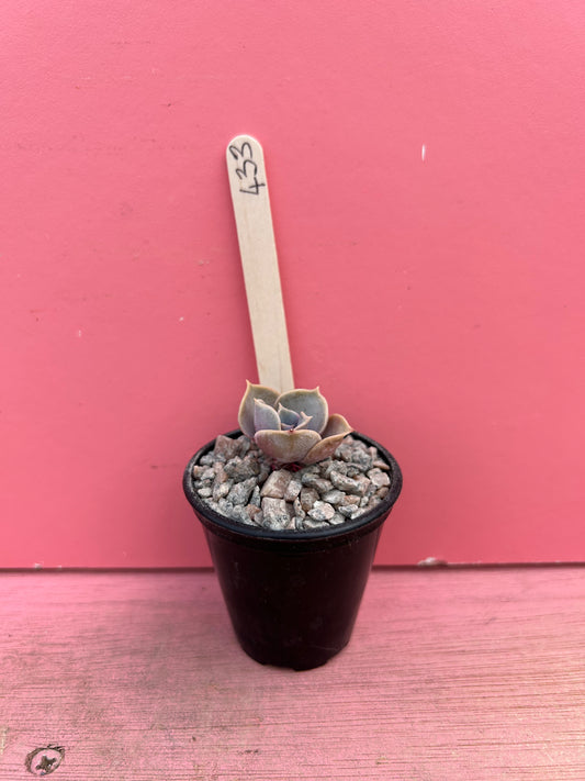 Echeveria lilacina (433)