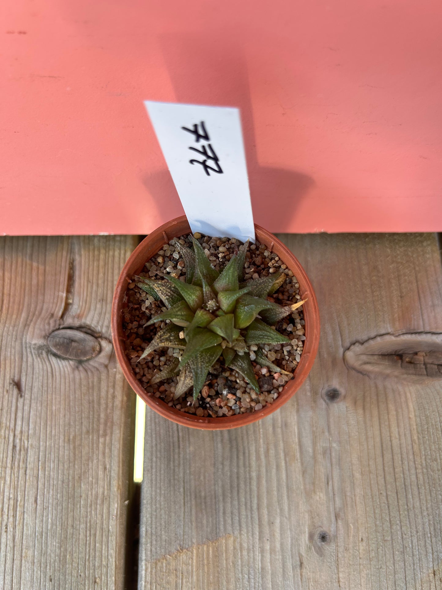 Haworthia species (777)