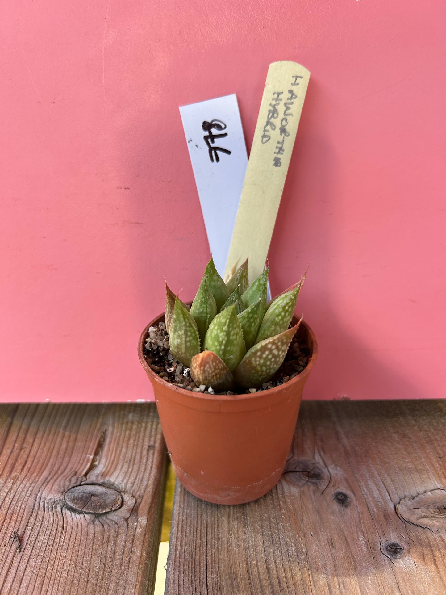 Haworthia hybrid (778)