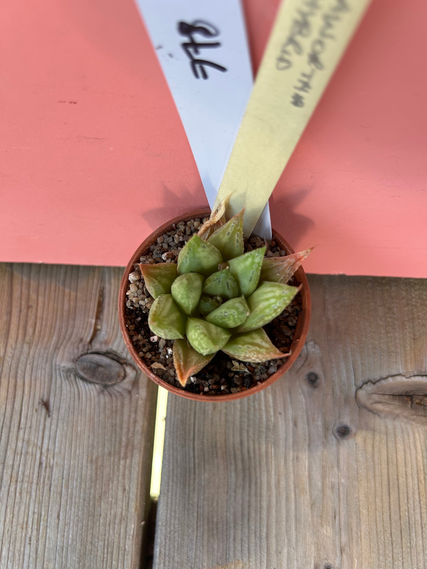 Haworthia hybrid (778)