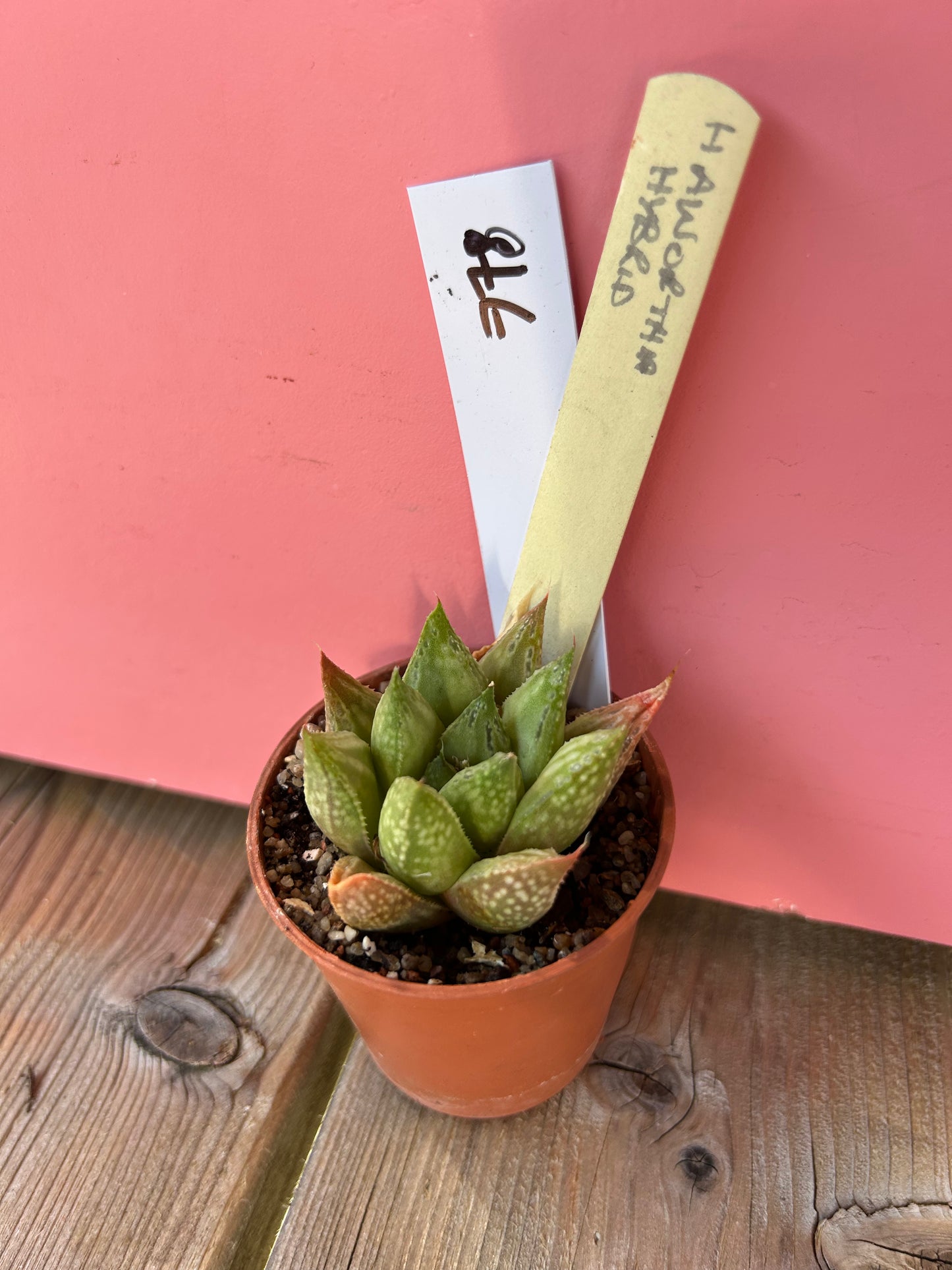 Haworthia hybrid (778)