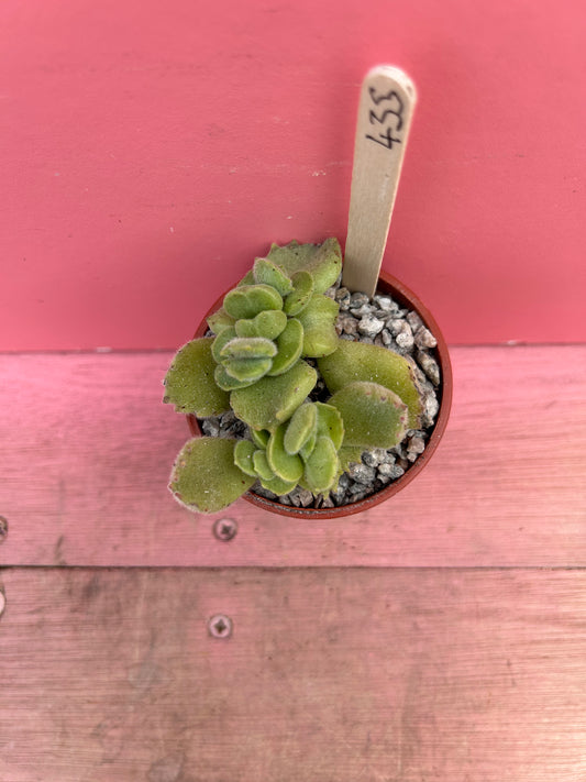 Kalanchoe "Bear Paws" (435)