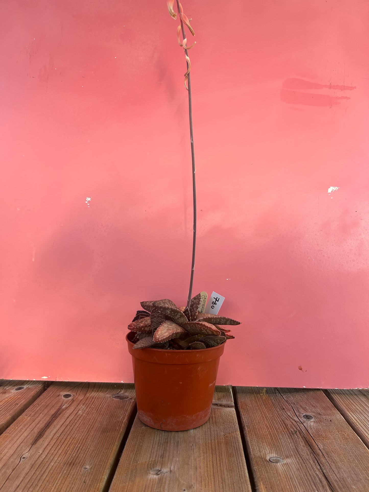 Gasteria vlokii (780)