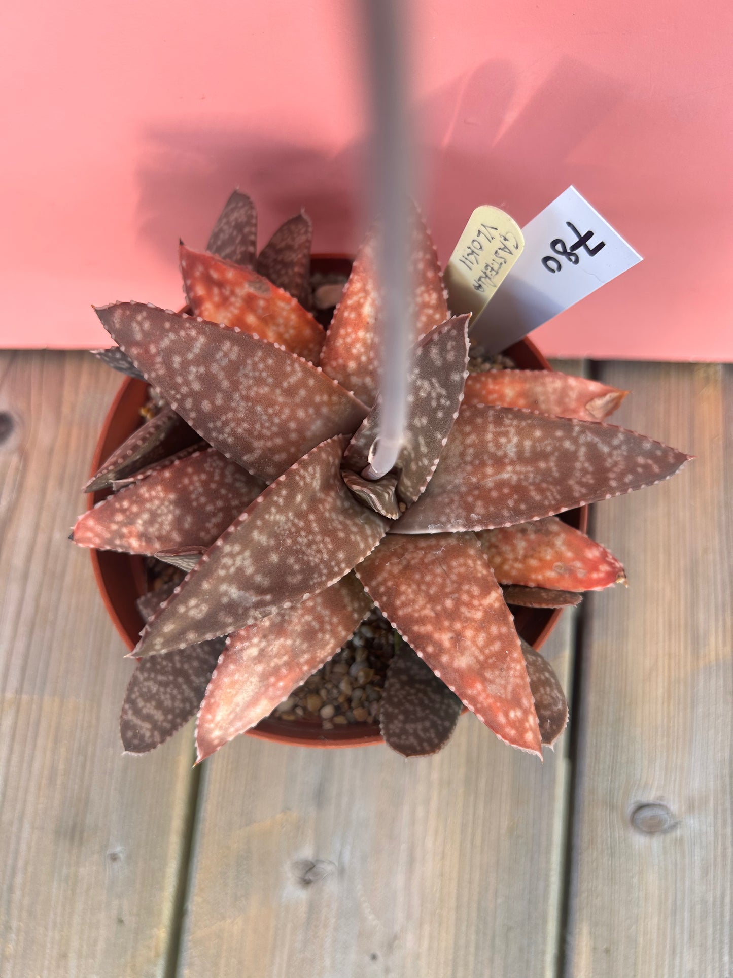 Gasteria vlokii (780)