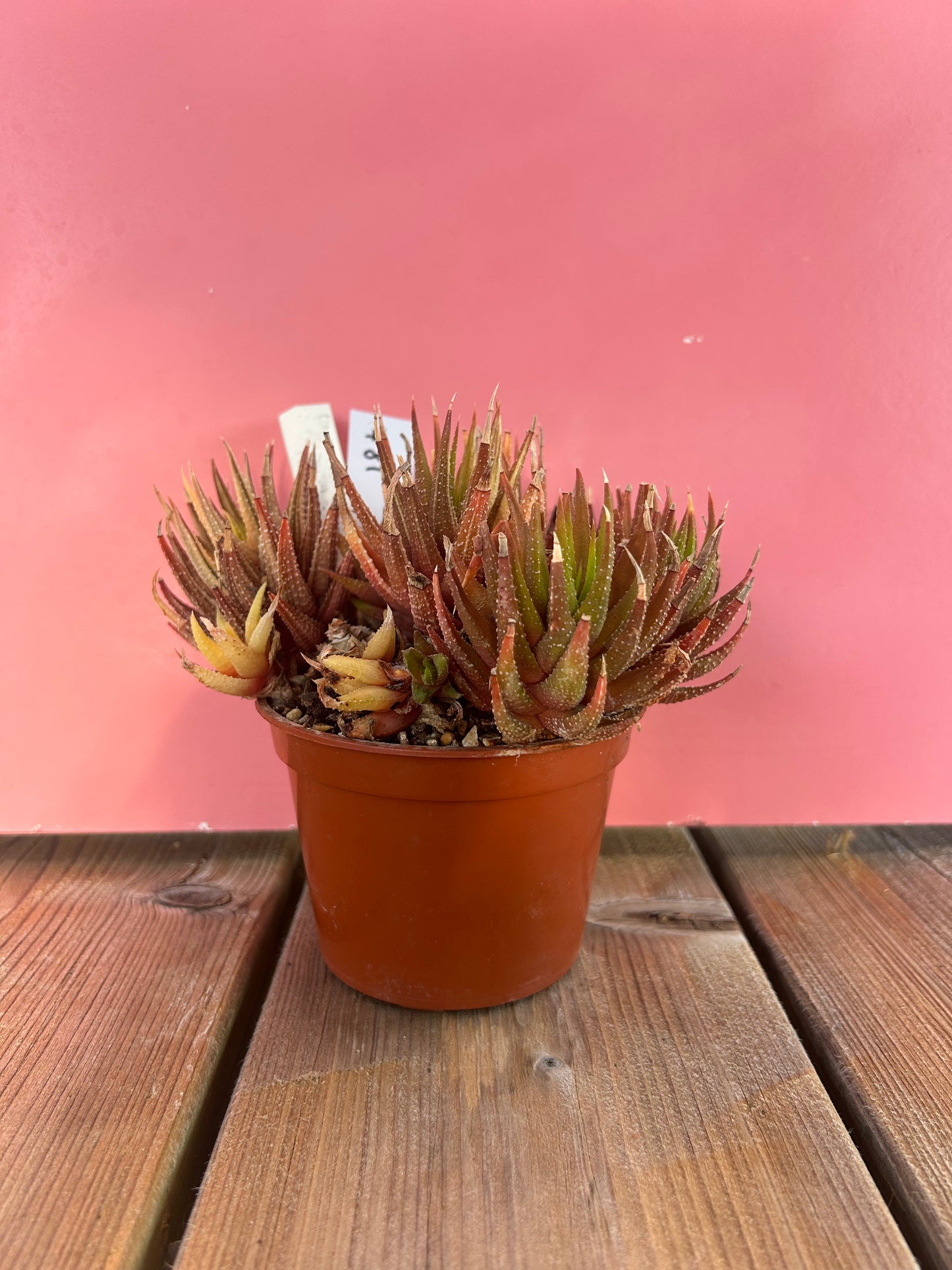 Haworthia radula (781)