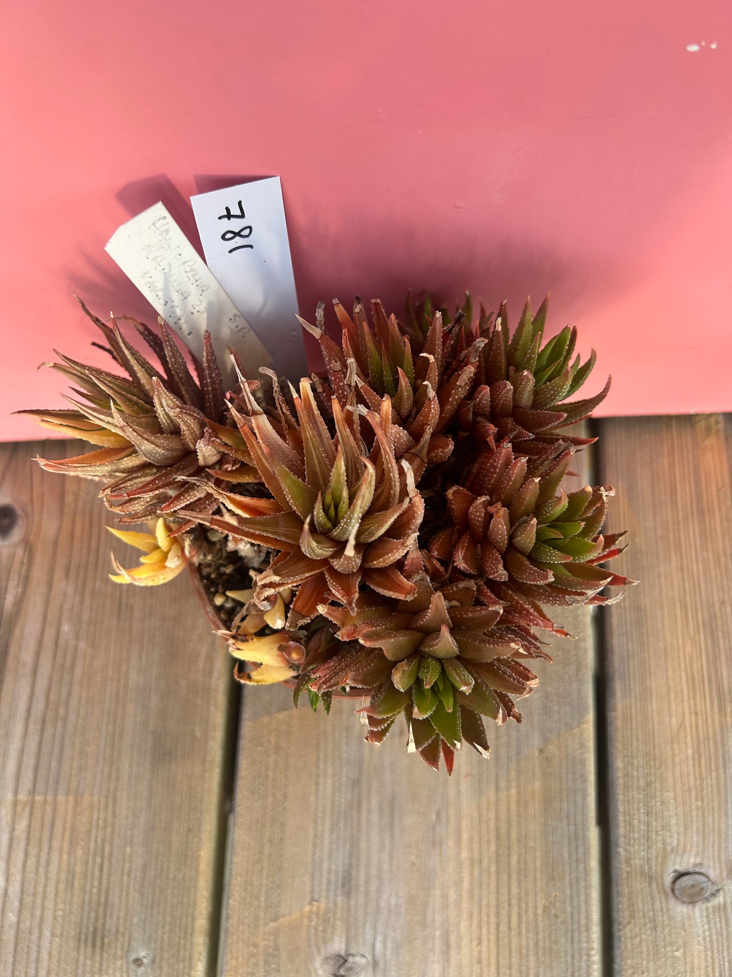 Haworthia radula (781)