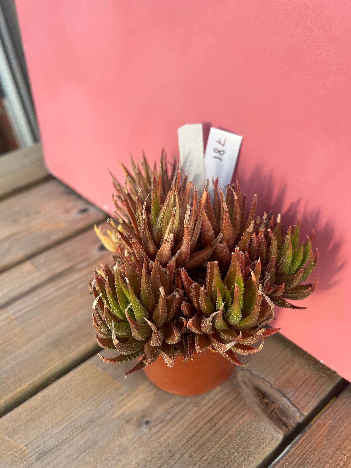 Haworthia radula (781)