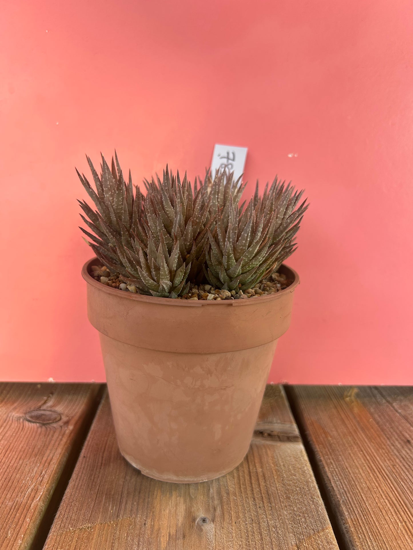 Haworthia reinwardtii (782)