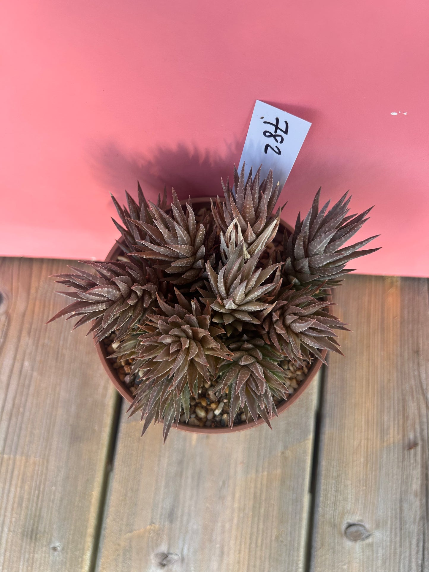 Haworthia reinwardtii (782)