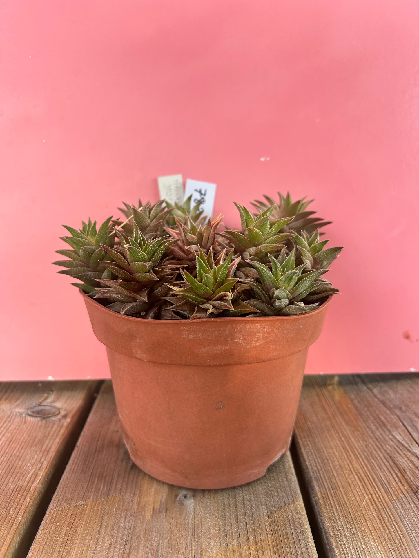 Haworthia viscosa (783)