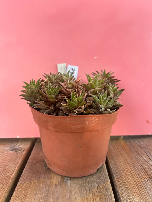Haworthia viscosa (783)