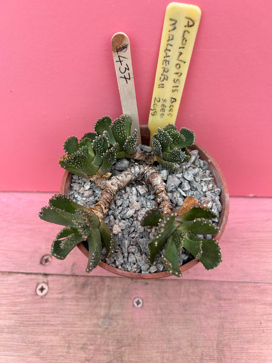 Aloinopsis mallerbii (437)