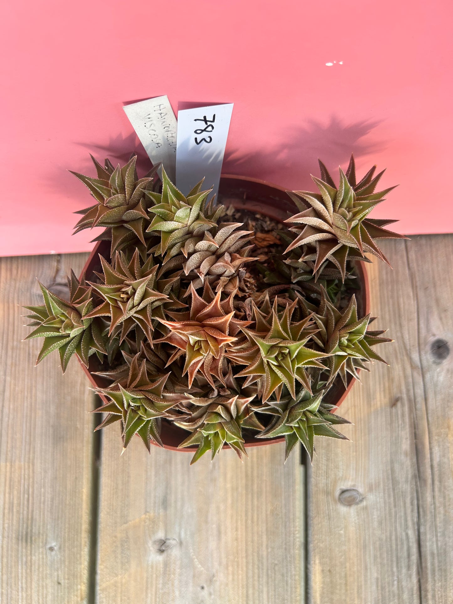 Haworthia viscosa (783)
