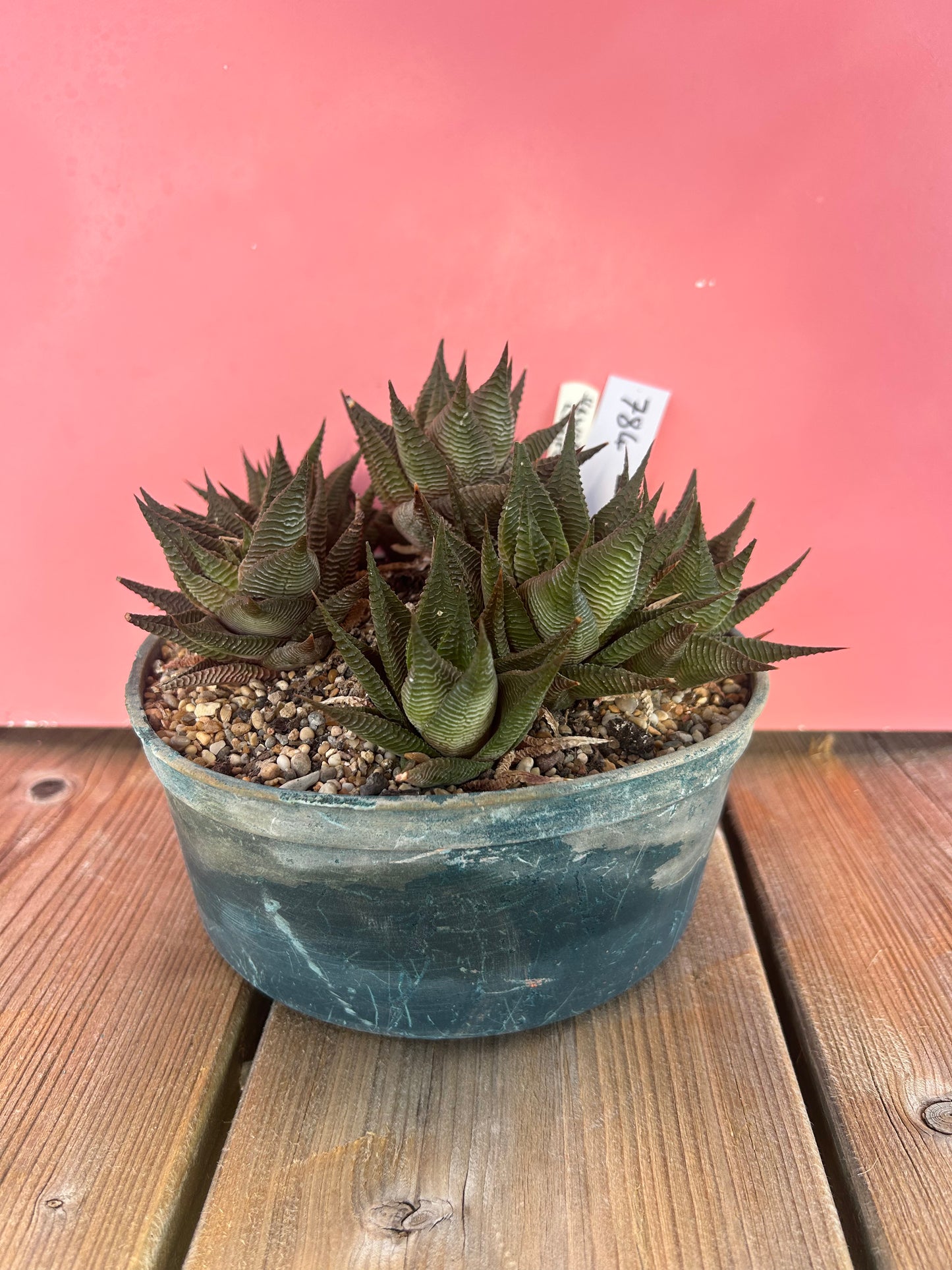 Haworthia limifolia (784)