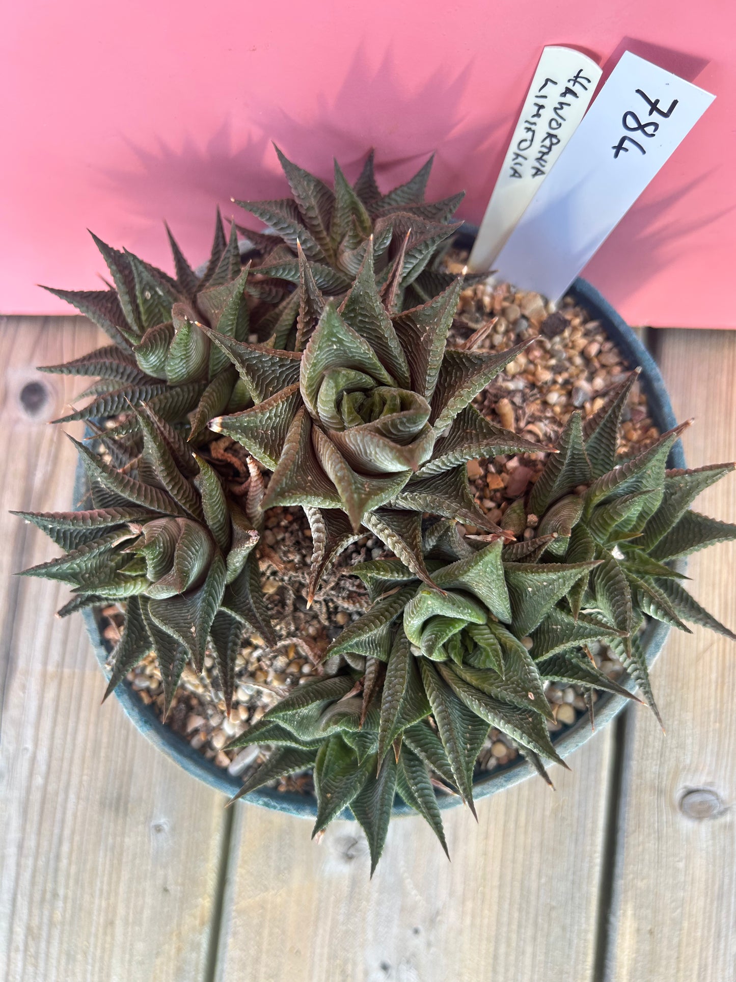 Haworthia limifolia (784)