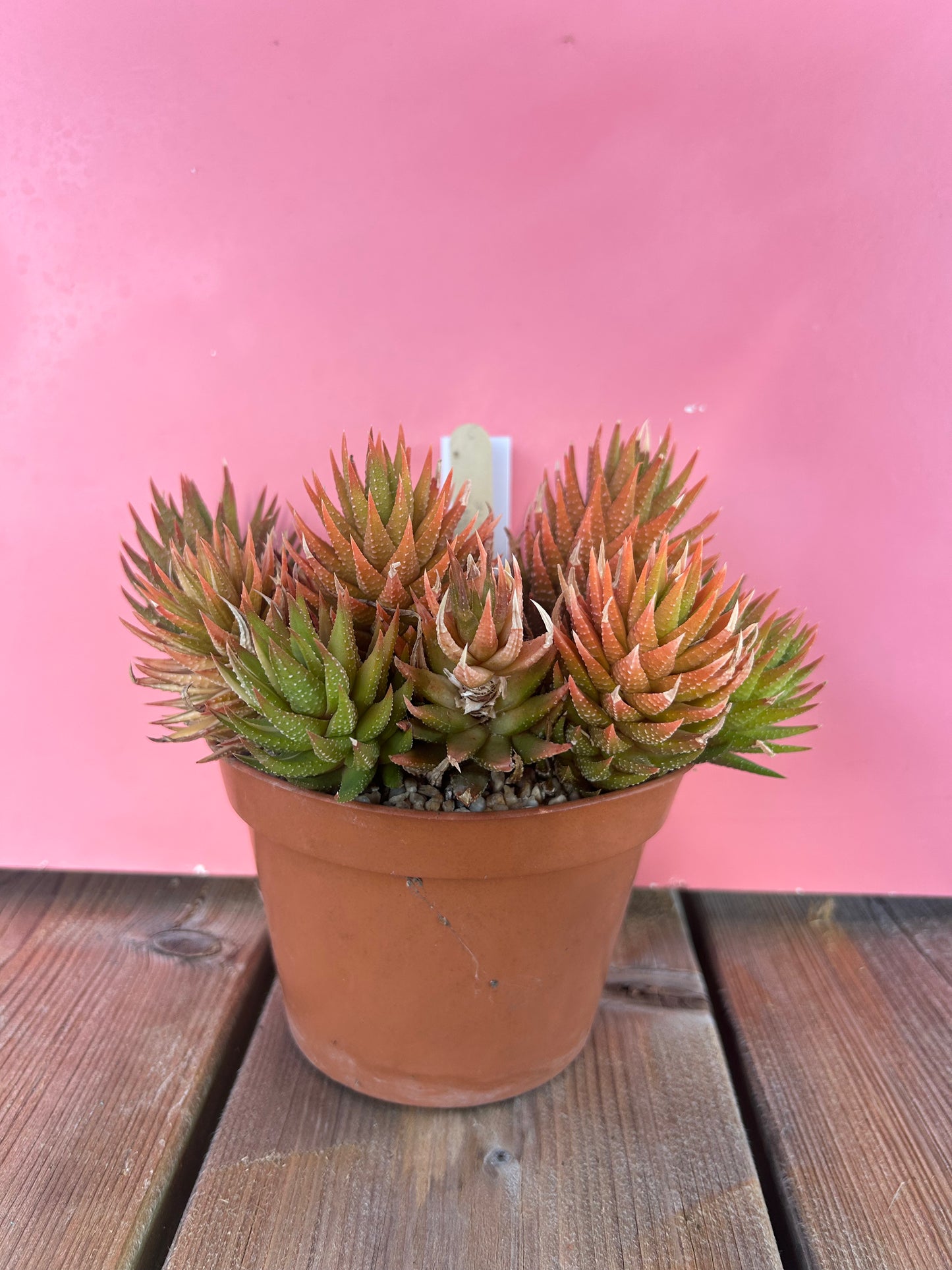 Haworthia reindwartii variegata (785)