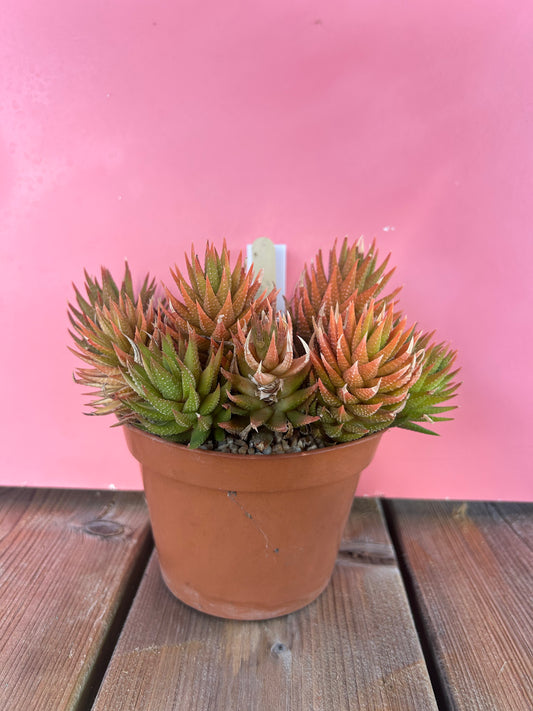 Haworthia reindwartii variegata (785)