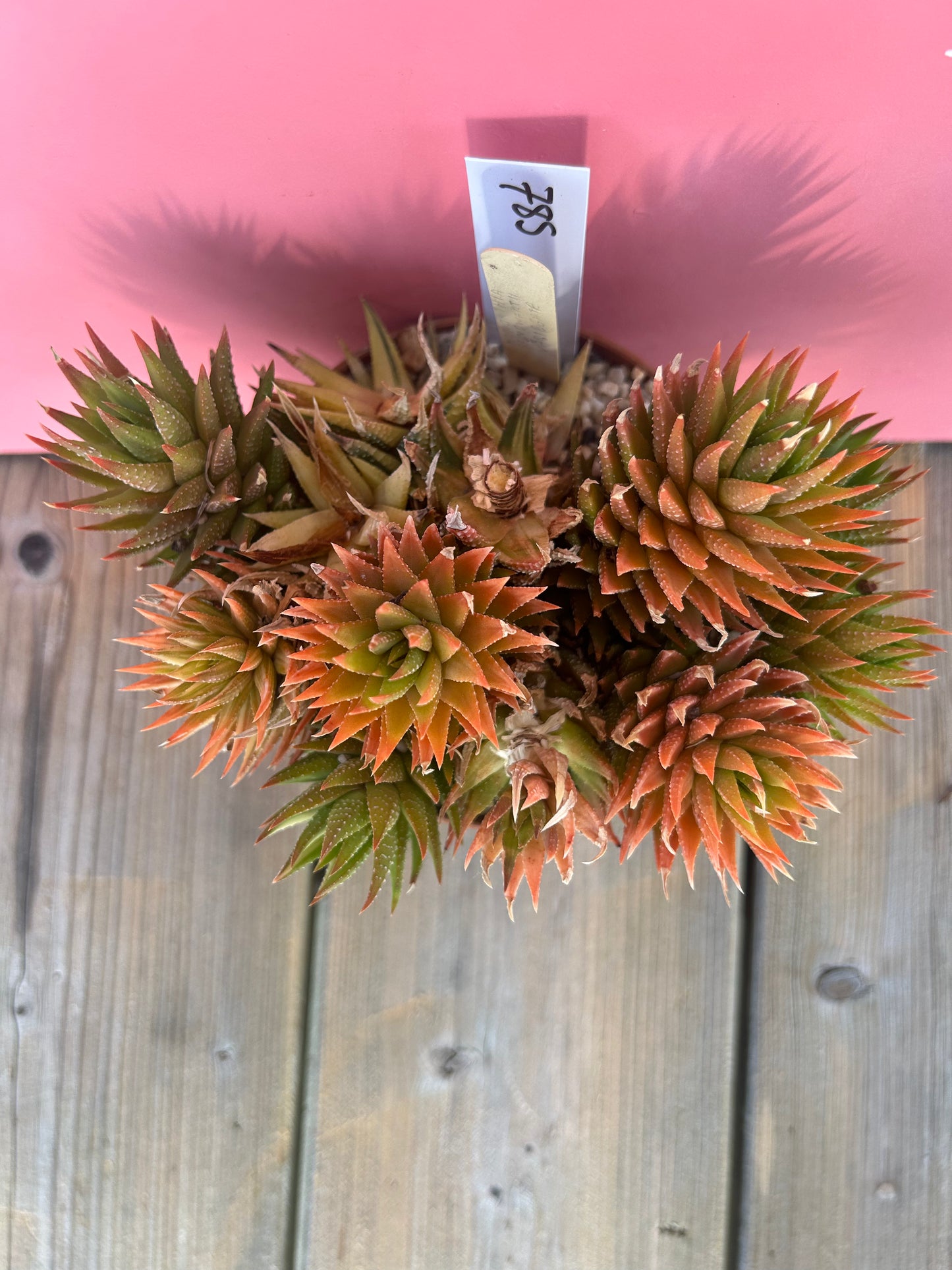 Haworthia reindwartii variegata (785)