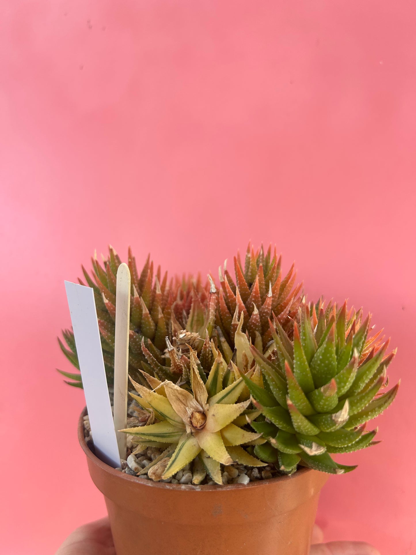 Haworthia reindwartii variegata (785)