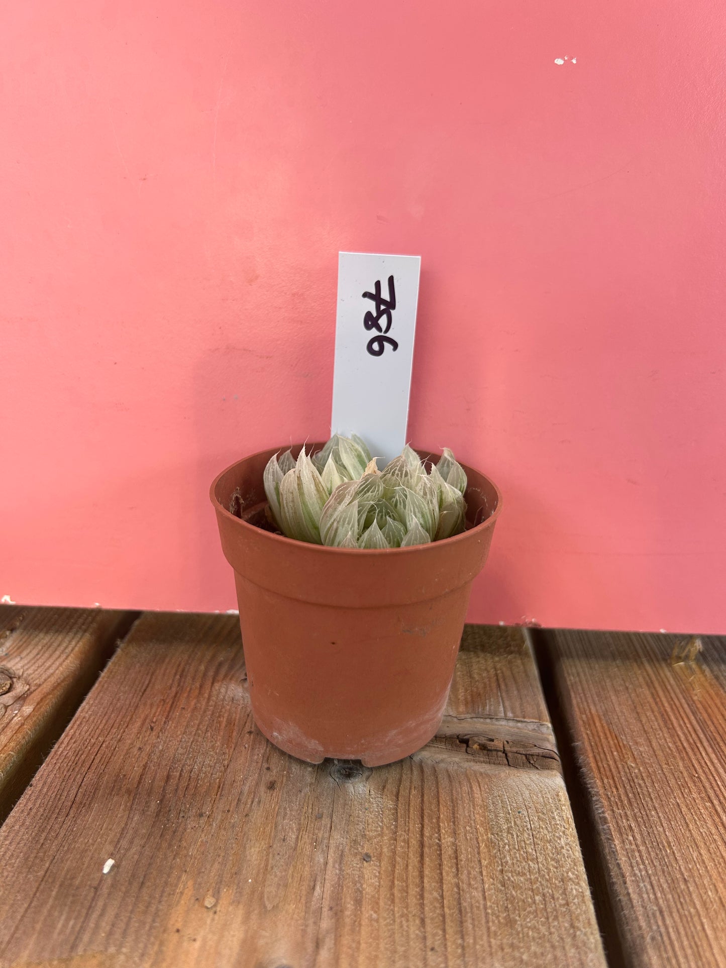 Haworthia cooperi var. pilifera variegata (786)