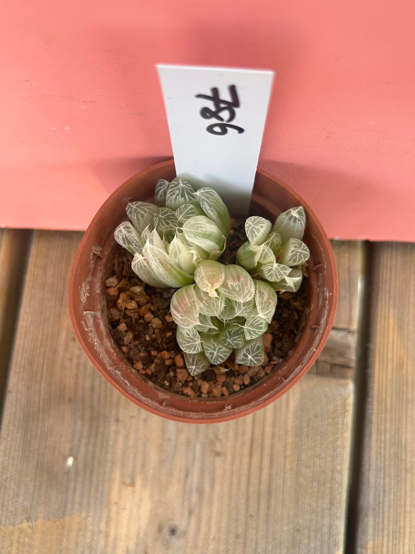 Haworthia cooperi var. pilifera variegata (786)