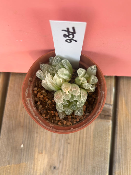 Haworthia cooperi var. pilifera variegata (786)