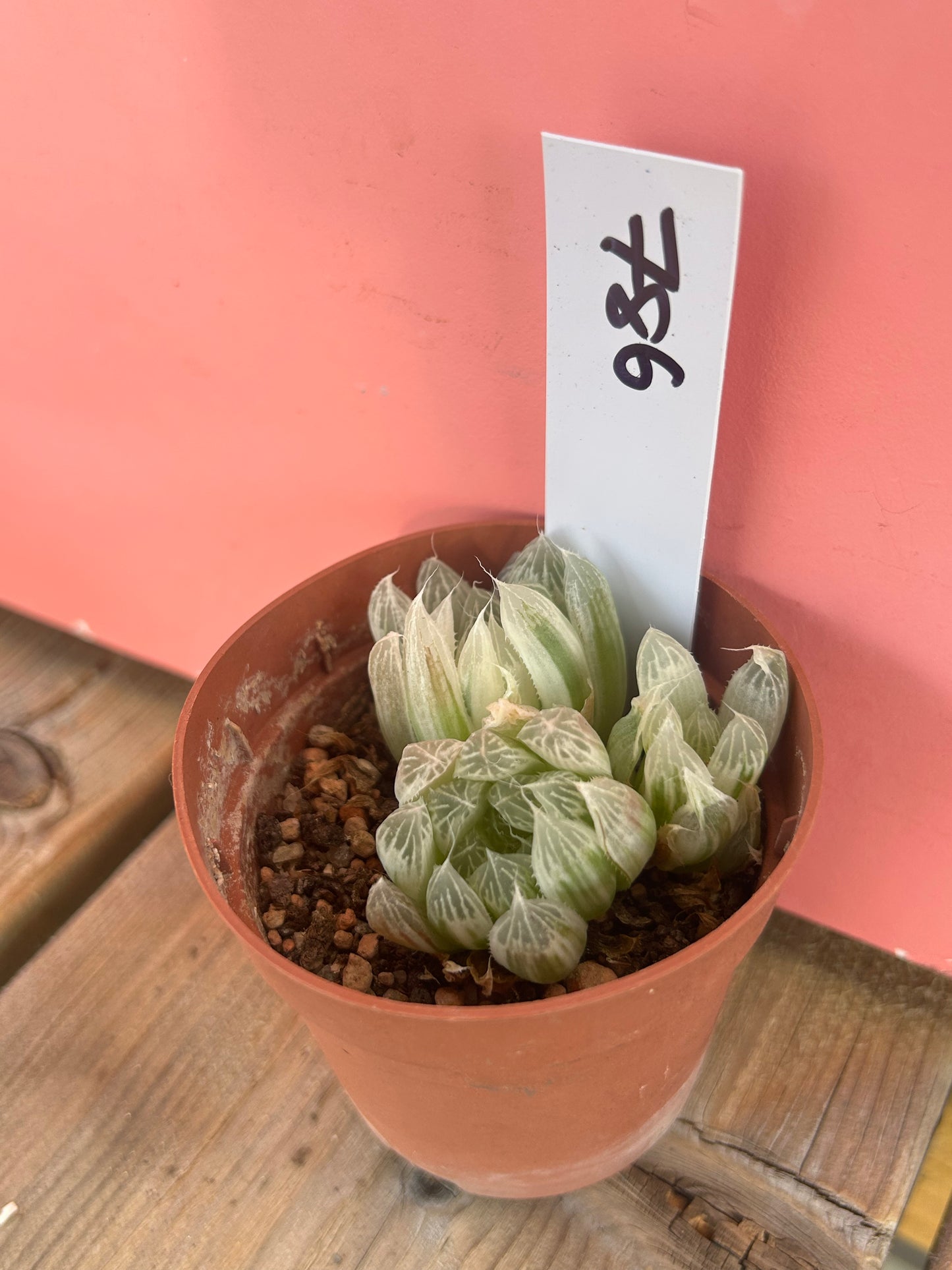 Haworthia cooperi var. pilifera variegata (786)