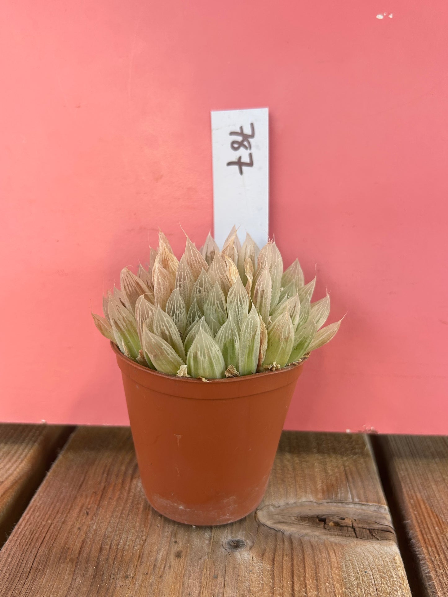 Haworthia cooperi pilifera variegata (787)