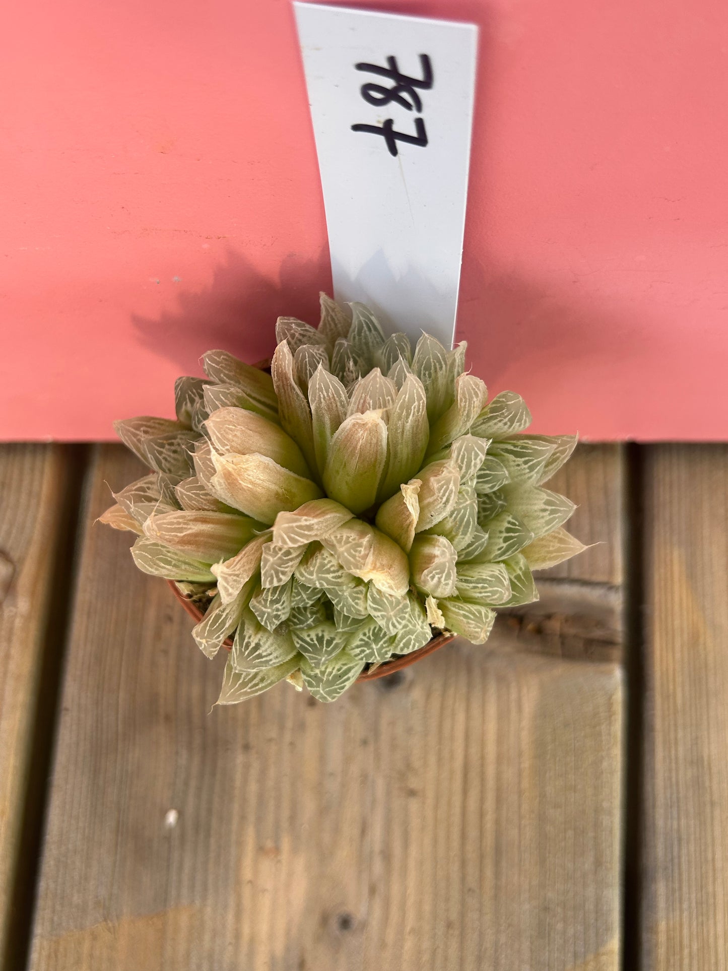 Haworthia cooperi pilifera variegata (787)
