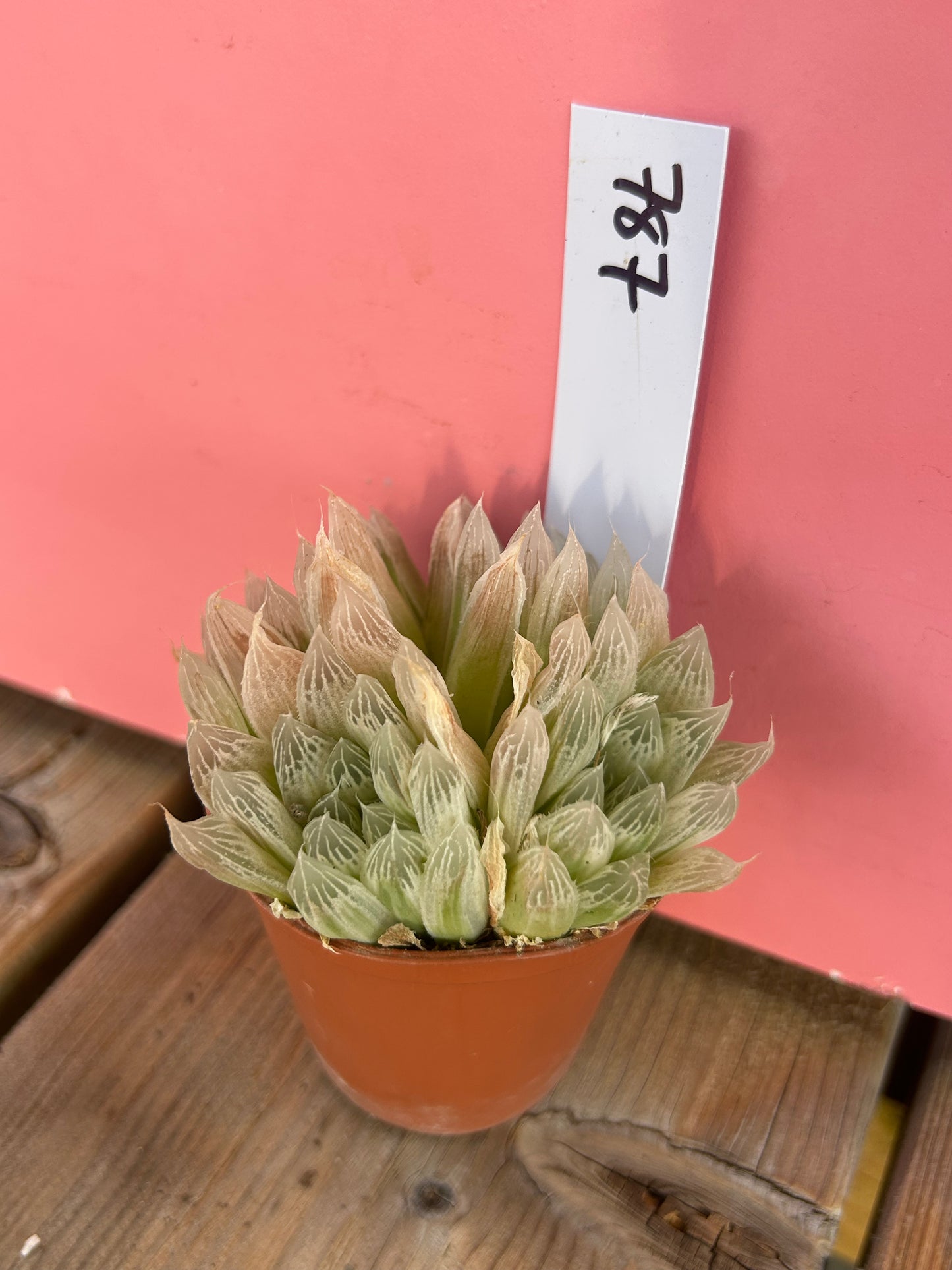 Haworthia cooperi pilifera variegata (787)