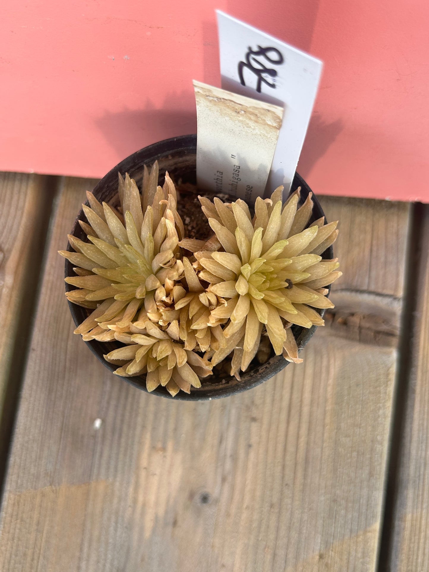 Haworthia 'kihuhigata' (788)