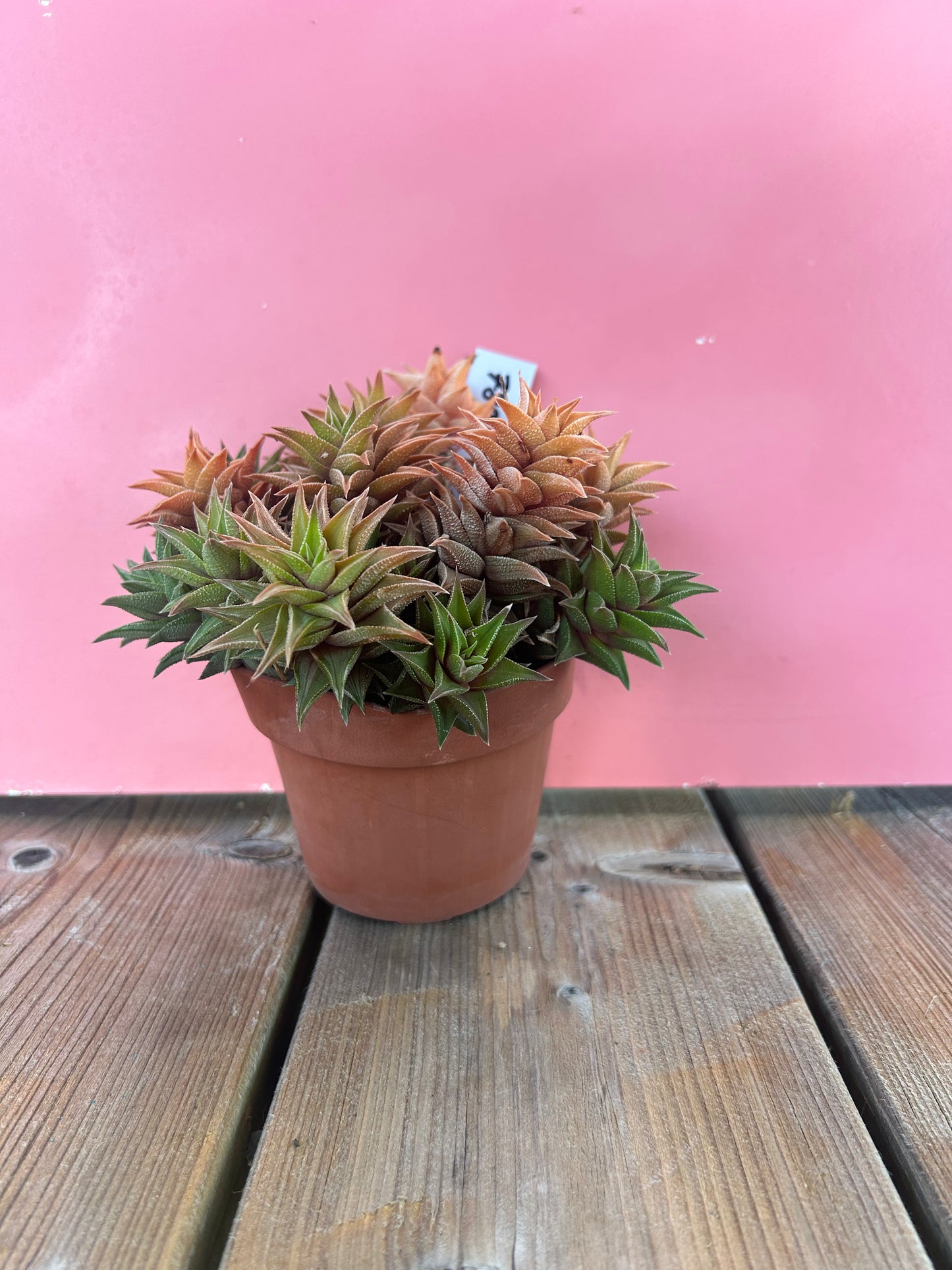Haworthia limifolia (789)