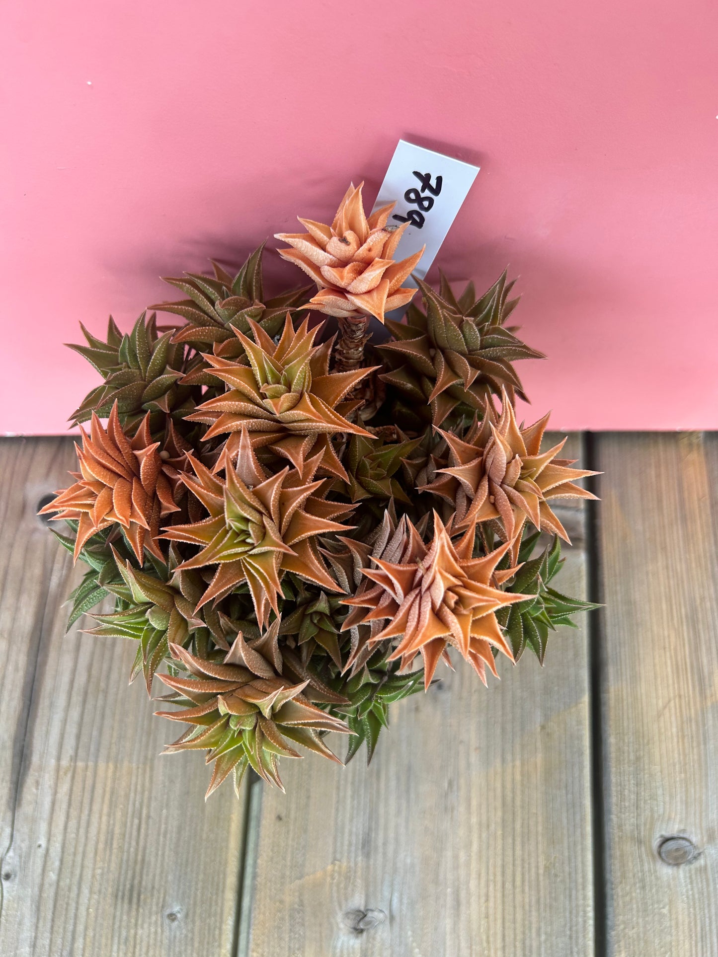 Haworthia limifolia (789)