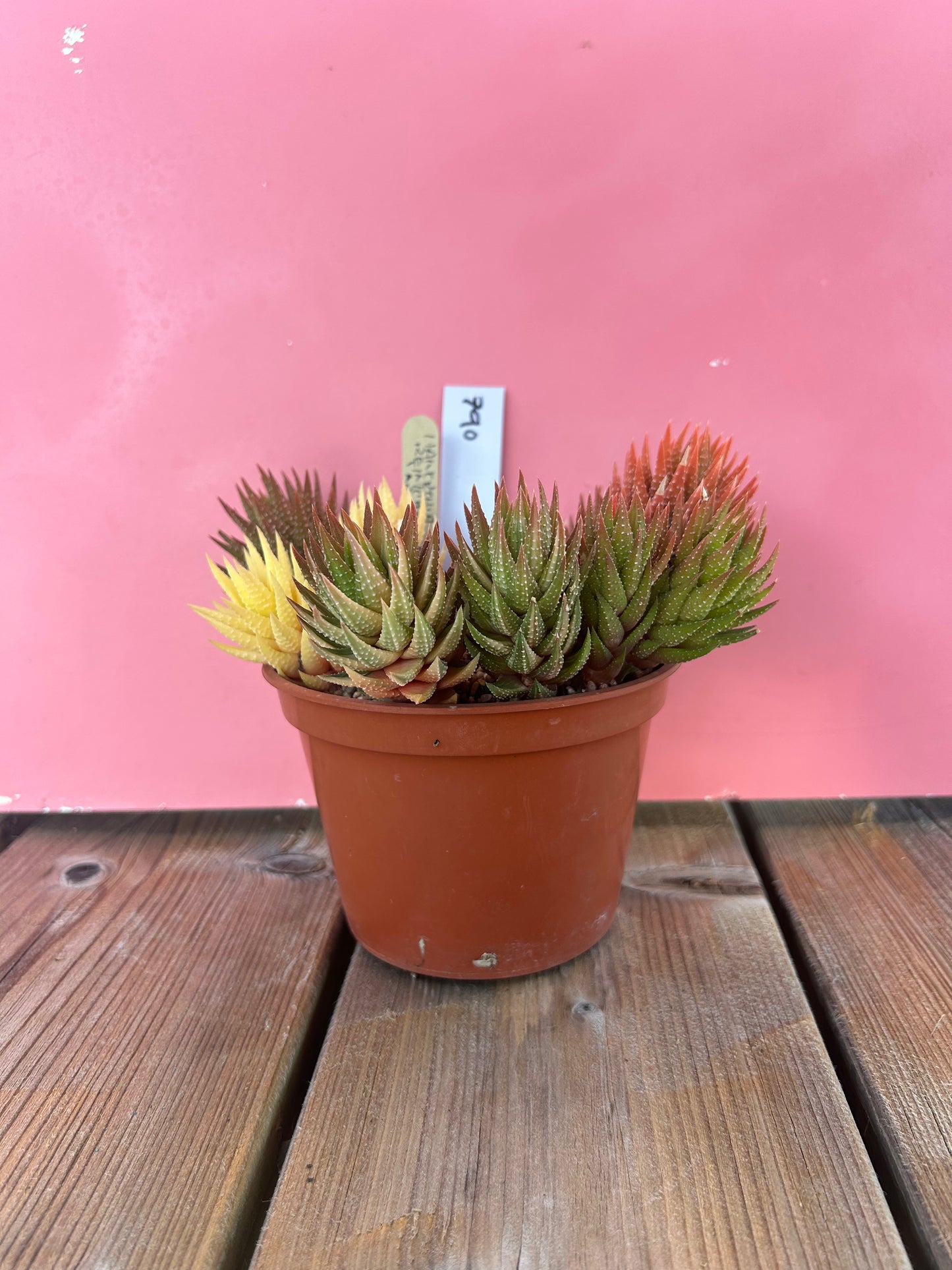 Haworthia reinwardtii variegata (790)
